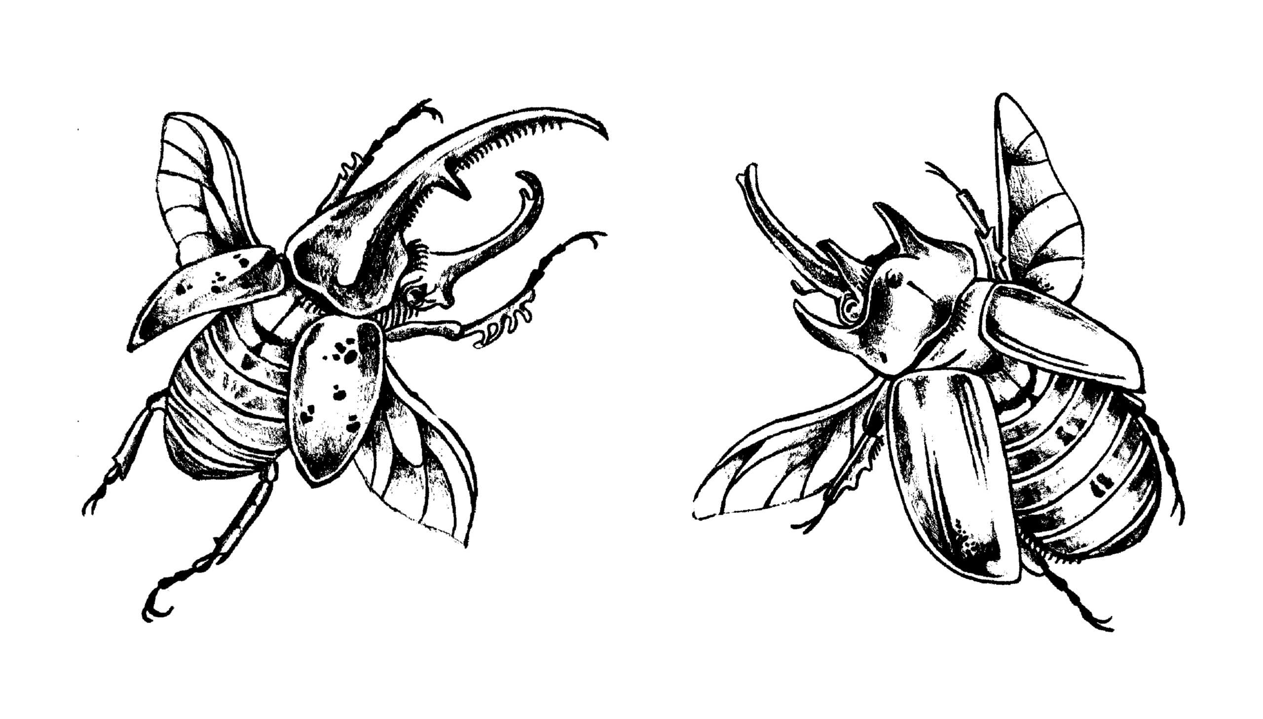 Diseño de tatuaje de dos escarabajo con un estilo de alto contraste